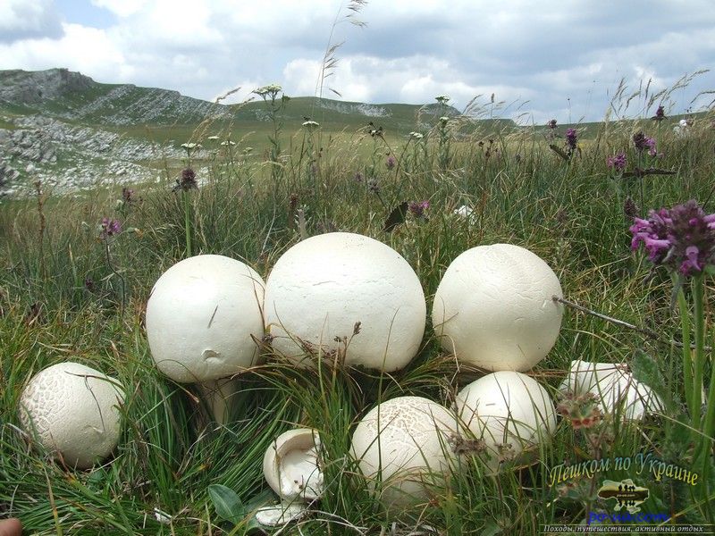 Крымский белый гриб на яйле