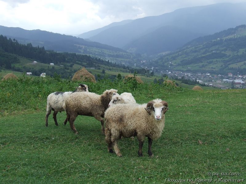 Овцы на полонине