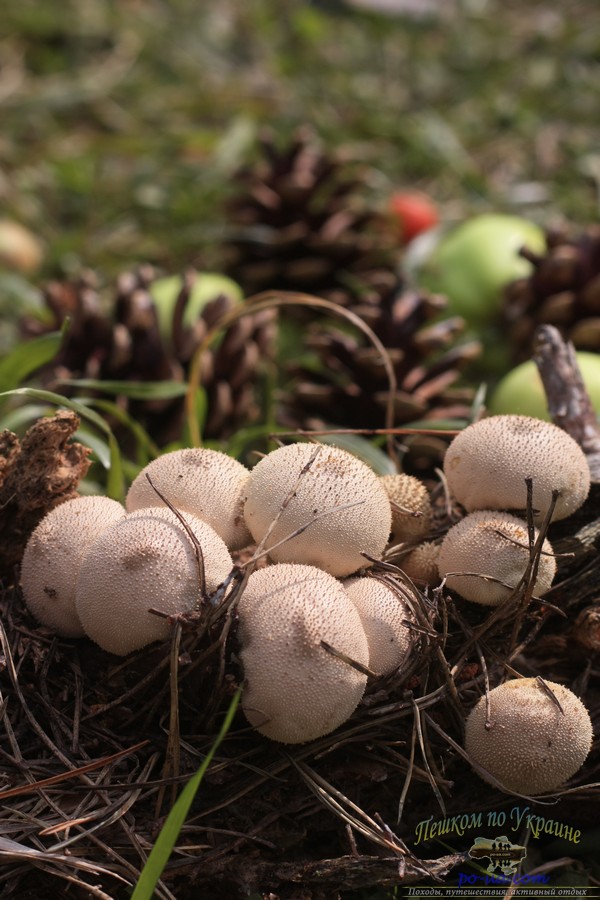 Во время дикого отдыха можно собирать лесные грибы