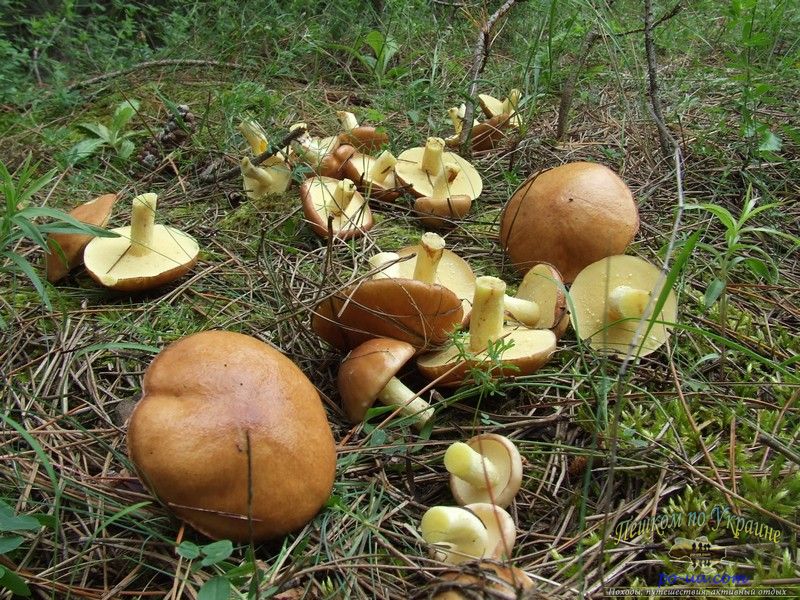 Урожай грибов-маслят в сосновом лесу