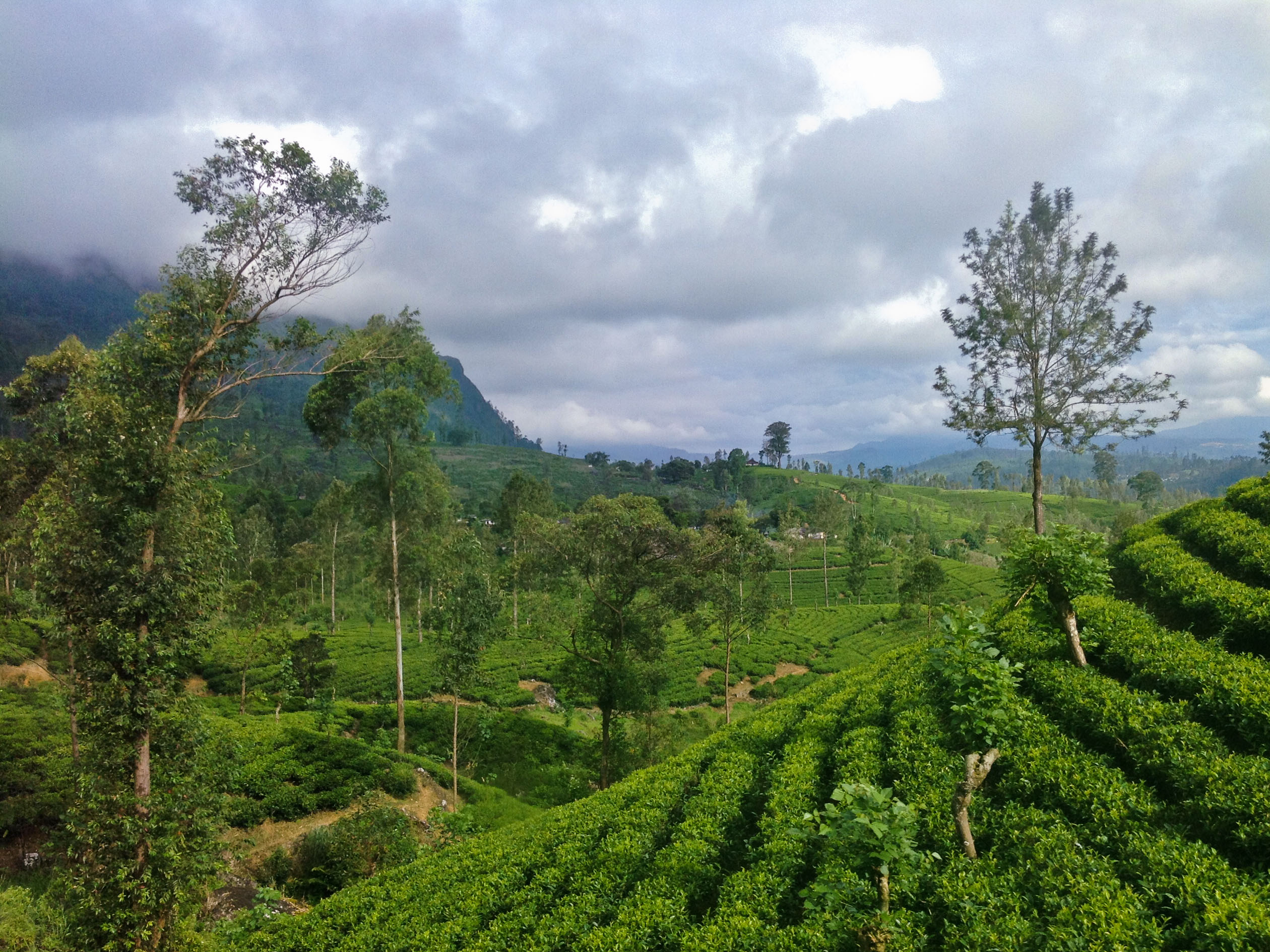 Шри ланка май 2024. Шри Ланка чайная фабрика в Нувара Элия. Нувара Элия Шри Ланка плантация. Чайная фабрика и плантации в Нувара Элии. Чайные плантации Нувара Элия.